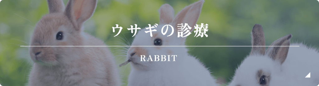 ウサギの診療
